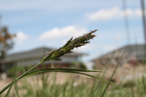 alkali saltgrass (Distichlis stricta )